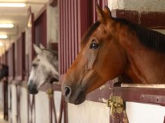 Things You Need to Know About Horse Stables