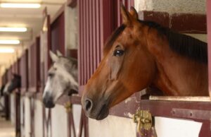 Things You Need to Know About Horse Stables