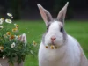 What Should Your Pet Rabbit Eat scaled