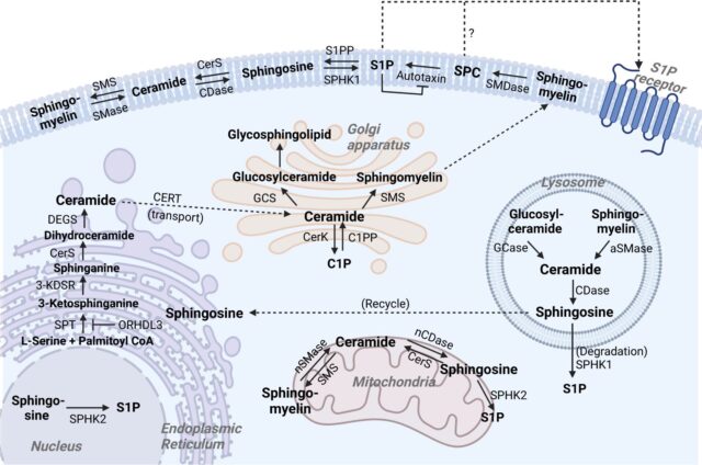 Targeting sphingosine as a therapeutic strategy for viral diseases