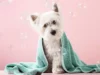 The Importance of NYC Dog Grooming for Your Furry Friend scaled