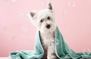 The Importance of NYC Dog Grooming for Your Furry Friend scaled