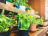 Secret Guide to Indoor Gardening scaled