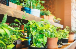 Secret Guide to Indoor Gardening scaled