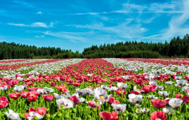 flower bed example