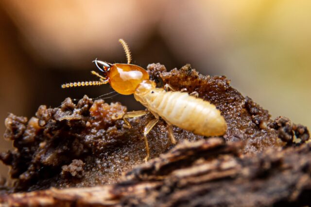 termite profile