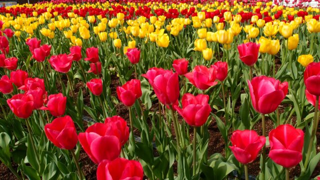 varieties of tullips