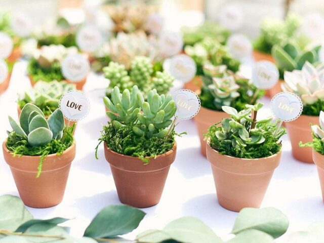 Wedding Mini succulents